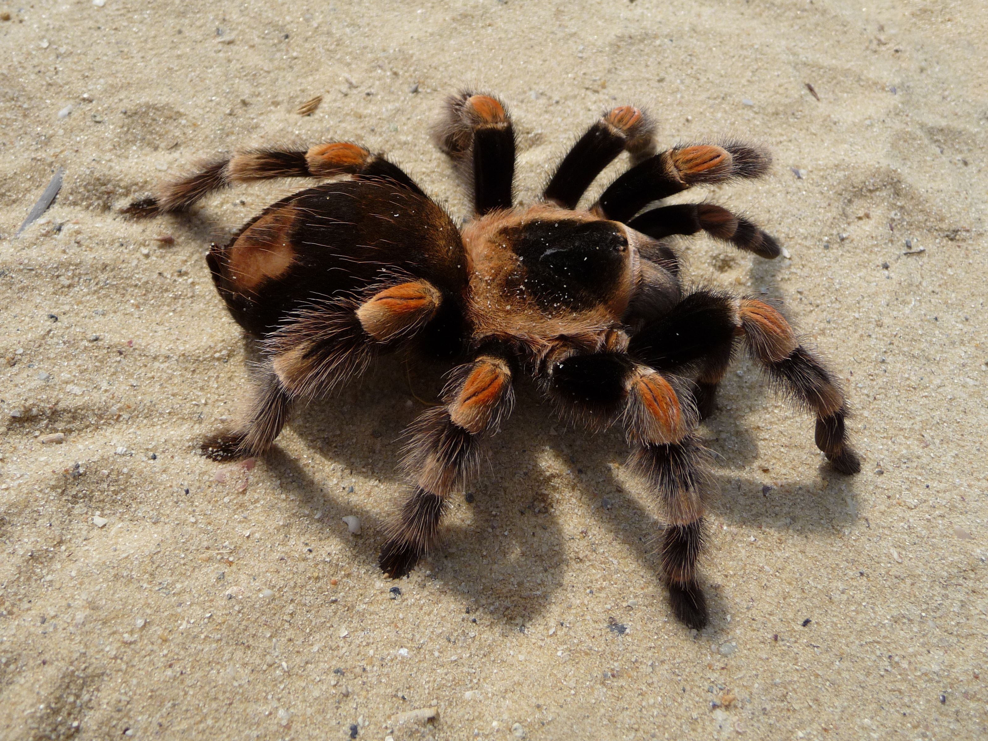 DESERT TARANTULA